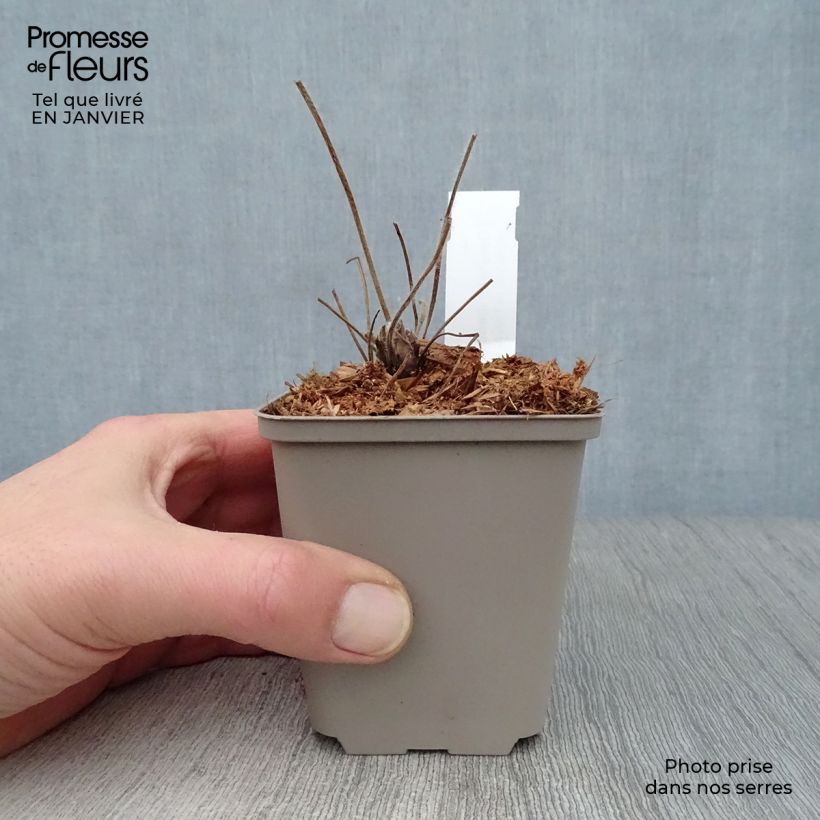 Geranium ibericum Vasetto da 8/9 cm esemplare consegnato in inverno