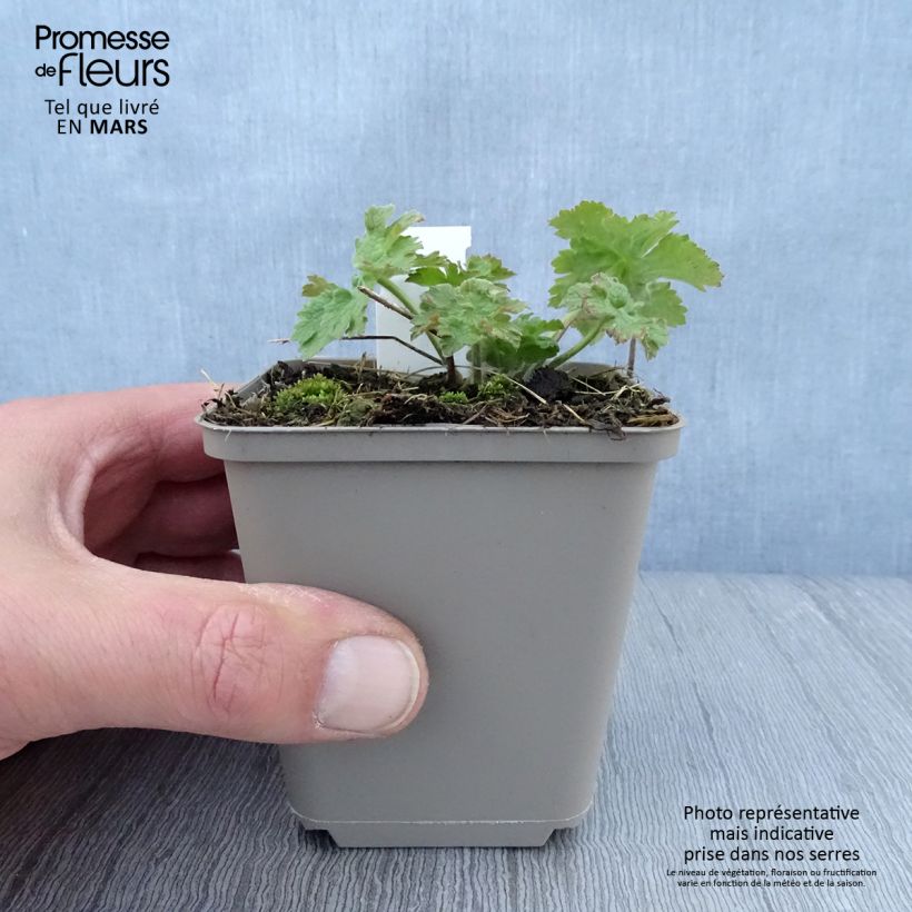 Geranium ibericum subsp. jubatum Vital Vasetto da 8/9 cm esemplare consegnato in primavera