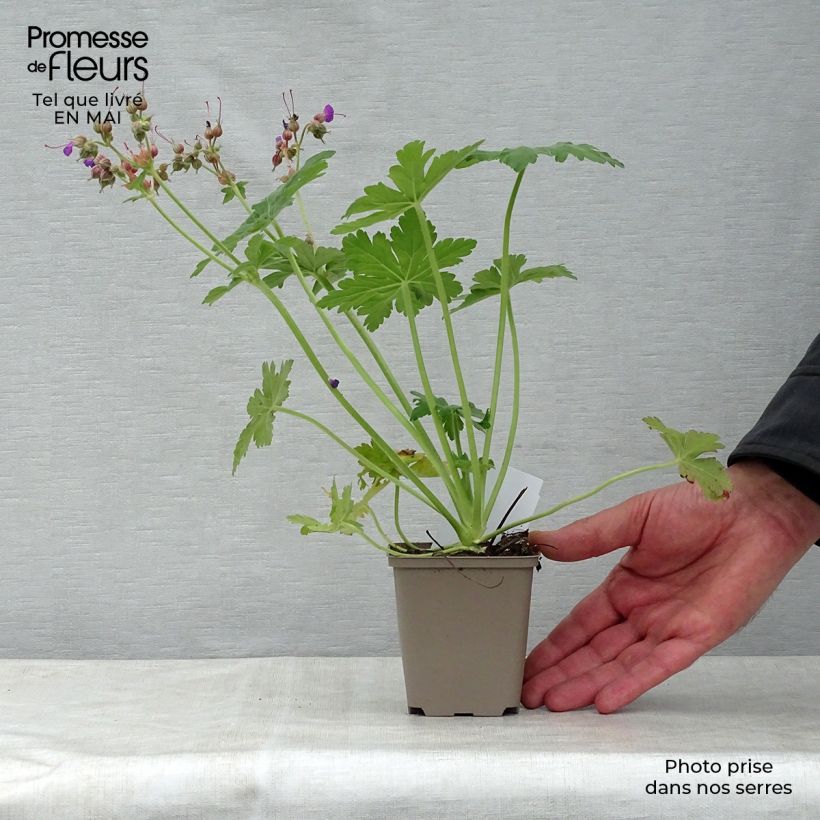 Geranium macrorrhizum Bevan's Variety Vasetto da 8/9 cm esemplare consegnato in primavera
