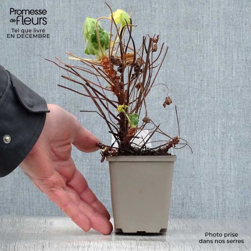 Geranium macrorrhizum Bevan's Variety Vasetto da 8/9 cm esemplare consegnato in inverno