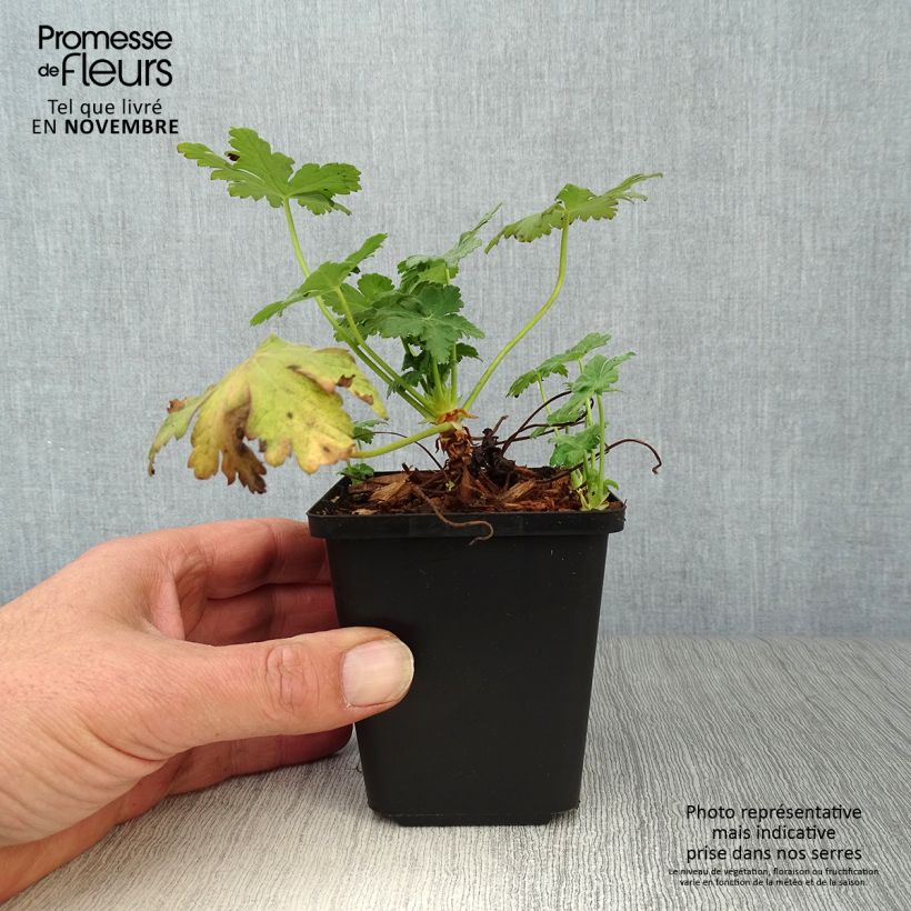 Esemplare di Geranium macrorrhizum Czakor Vasetto da 8/9 cm come consegnato in autunno