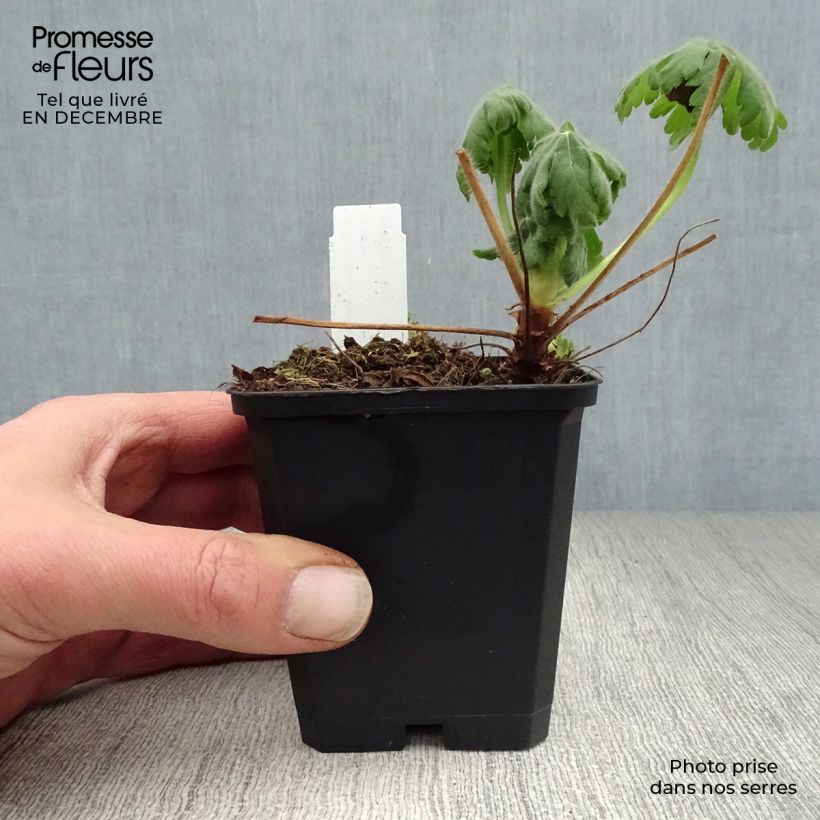 Geranium macrorrhizum Czakor Vasetto da 8/9 cm esemplare consegnato in inverno