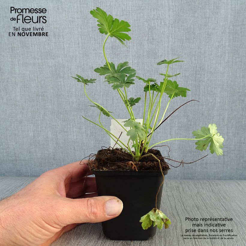 Esemplare di Geranium macrorrhizum Vasetto da 8/9 cm come consegnato in autunno