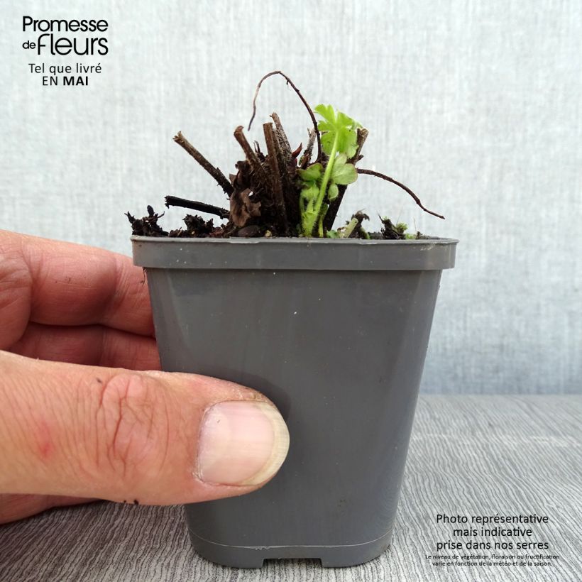 Geranium macrorrhizum Ingwersen's Variety Vasetto da 8/9 cm esemplare consegnato in primavera