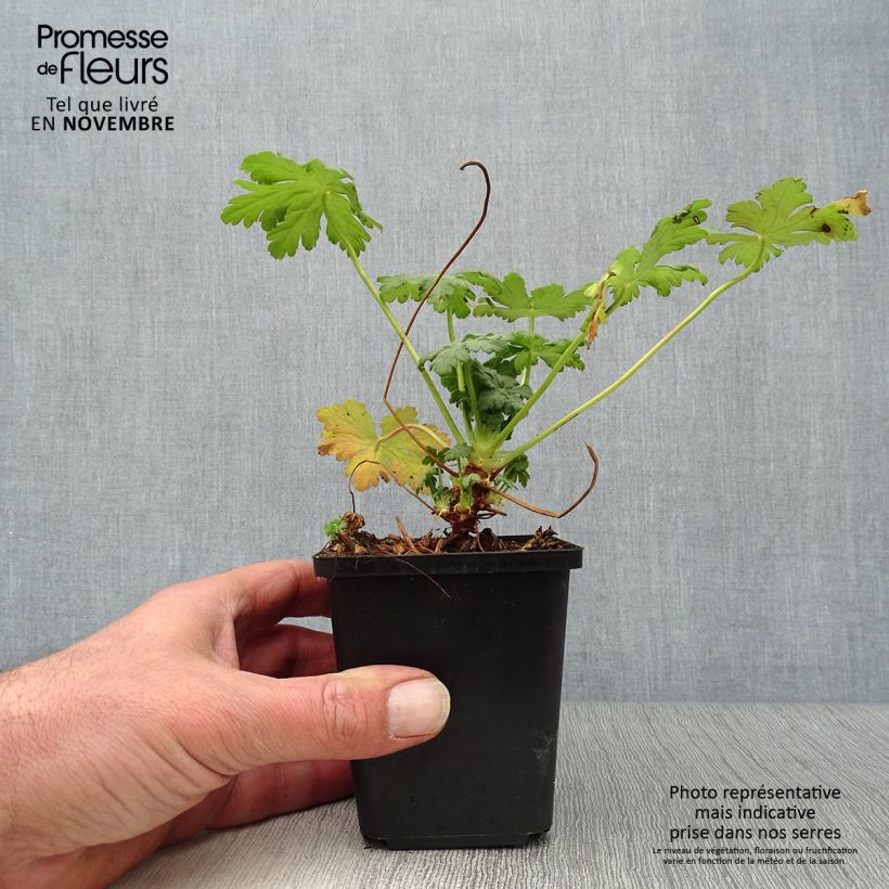 Esemplare di Geranium macrorrhizum Olympos Vasetto da 8/9 cm come consegnato in autunno