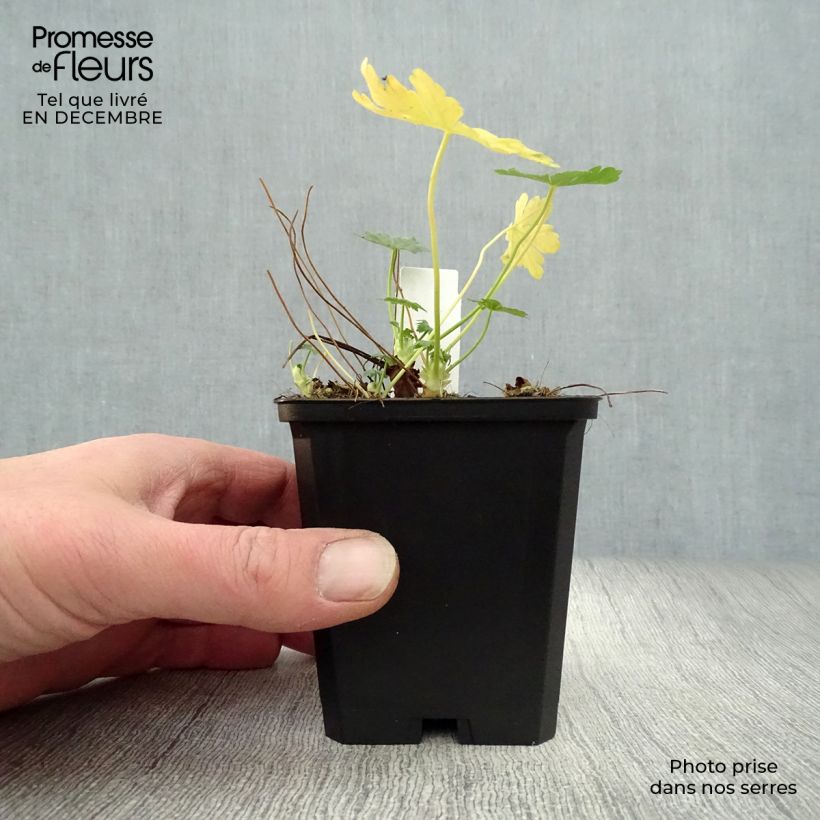 Geranium macrorrhizum Olympos Vasetto da 8/9 cm esemplare consegnato in inverno