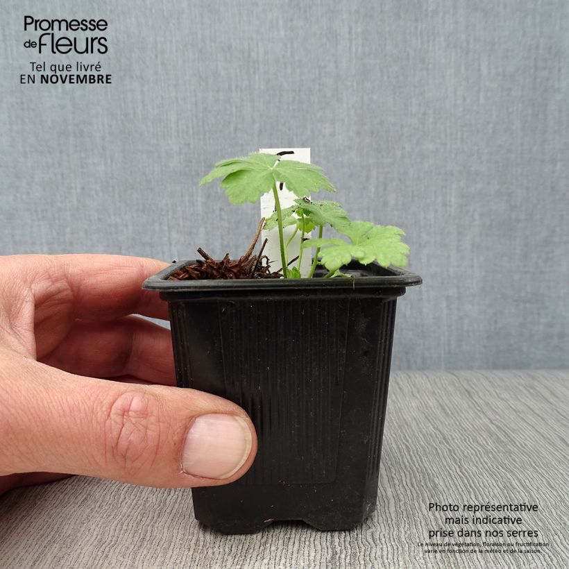 Esemplare di Geranium macrorrhizum Spessart Vasetto da 8/9 cm come consegnato in autunno