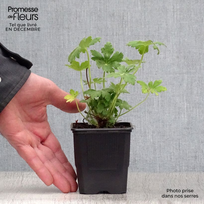 Geranium macrorrhizum Spessart Vasetto da 8/9 cm esemplare consegnato in inverno