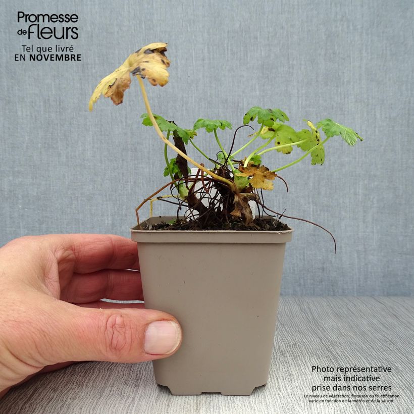 Esemplare di Geranium macrorrhizum White Ness Vasetto da 8/9 cm come consegnato in autunno