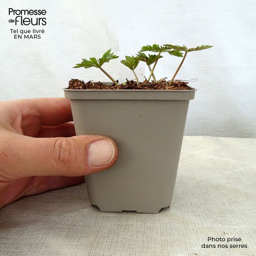 Geranium maculatum Chatto Vasetto da 8/9 cm esemplare consegnato in primavera