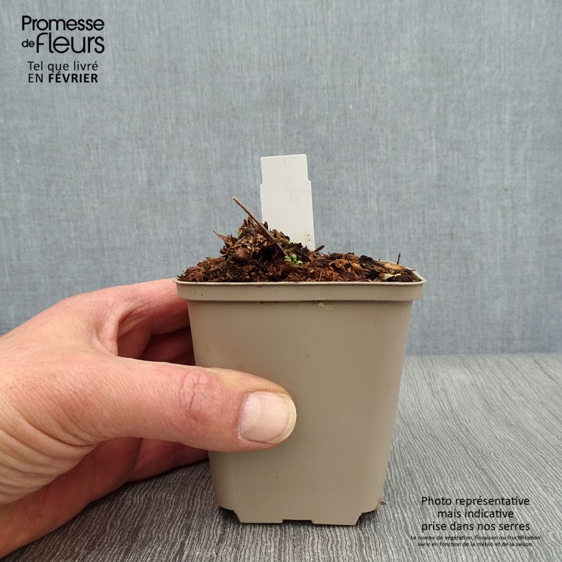 Geranium maculatum Chatto Vasetto da 8/9 cm esemplare consegnato in inverno