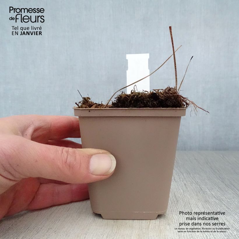 Geranium maculatum Espresso Vasetto da 8/9 cm esemplare consegnato in inverno