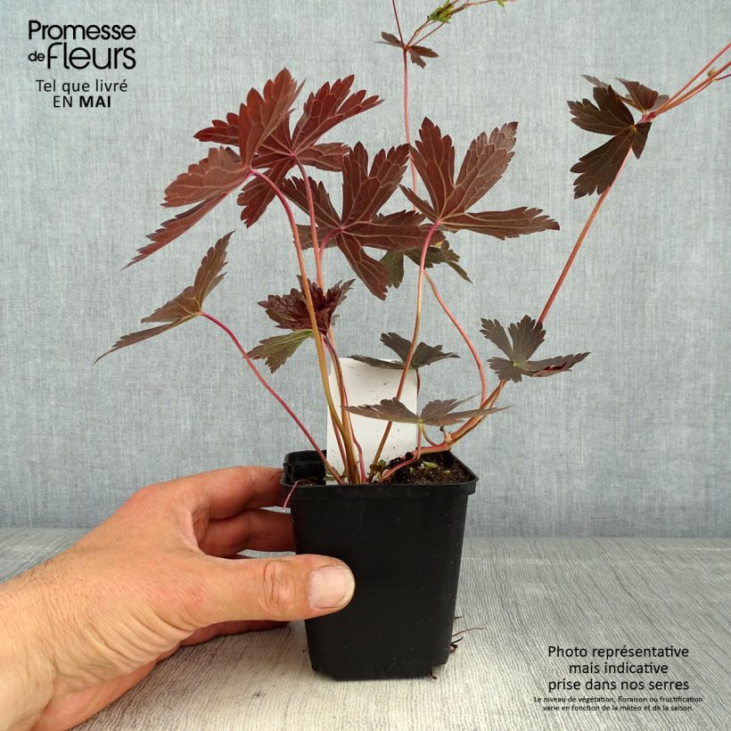 Geranium maculatum Stormy Night Vasetto da 8/9 cm esemplare consegnato in primavera