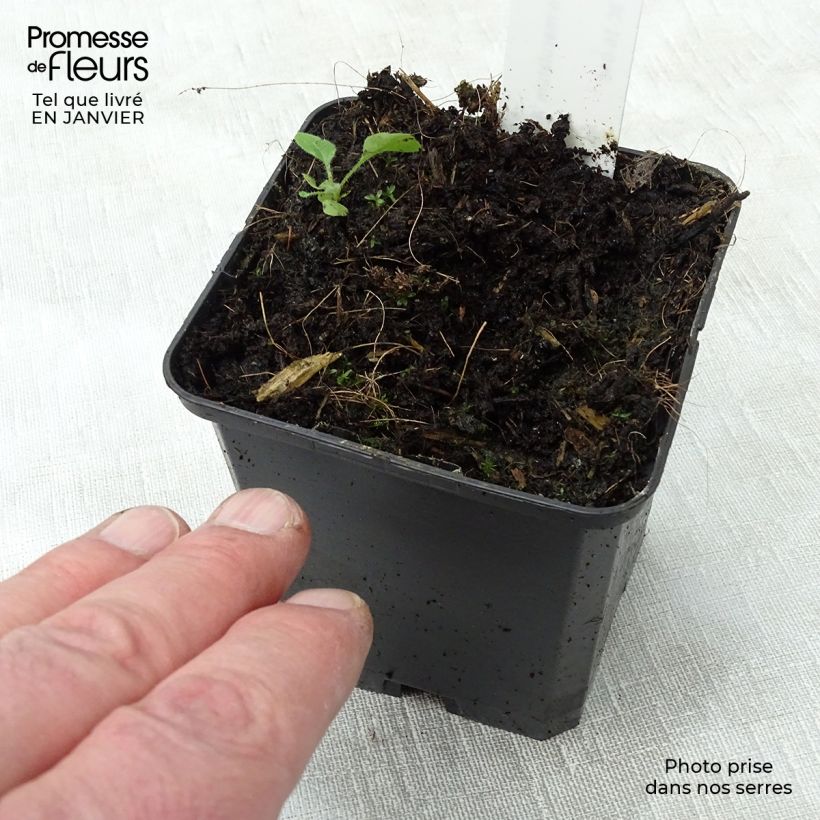 Geranium maculatum var. album Vasetto da 8/9 cm esemplare consegnato in inverno