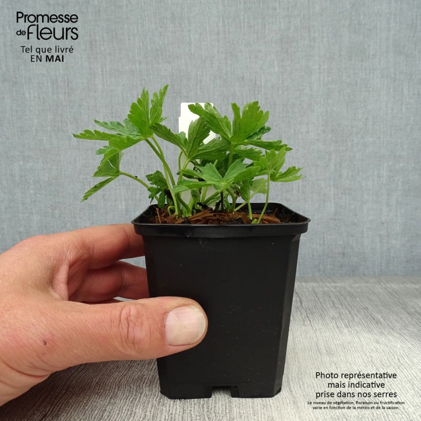 Geranium maculatum var. album Vasetto da 8/9 cm esemplare consegnato in primavera