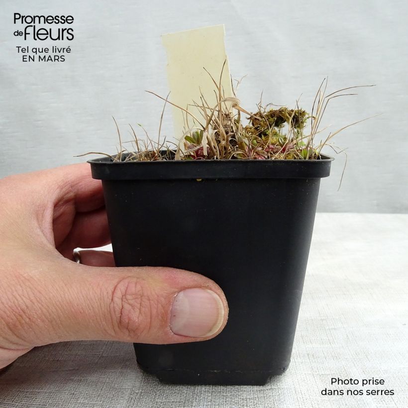 Geranium maculatum Vickie Lynn Vasetto da 8/9 cm esemplare consegnato in inverno