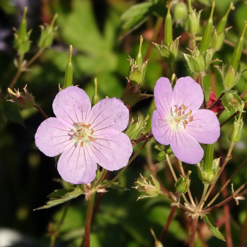 Geranium maculatum Vickie Lynn (Fioritura)