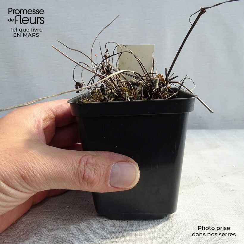 Geranium magnificum Blue Blood Vasetto da 8/9 cm esemplare consegnato in inverno