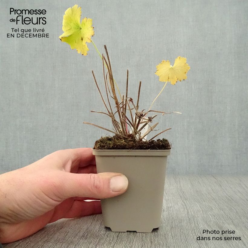 Geranium magnificum Vasetto da 8/9 cm esemplare consegnato in inverno