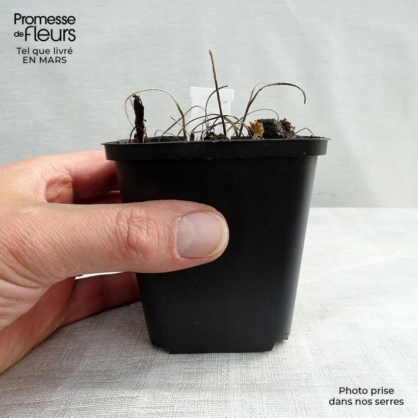 Geranium magnificum Rosemoor Vasetto da 8/9 cm esemplare consegnato in inverno