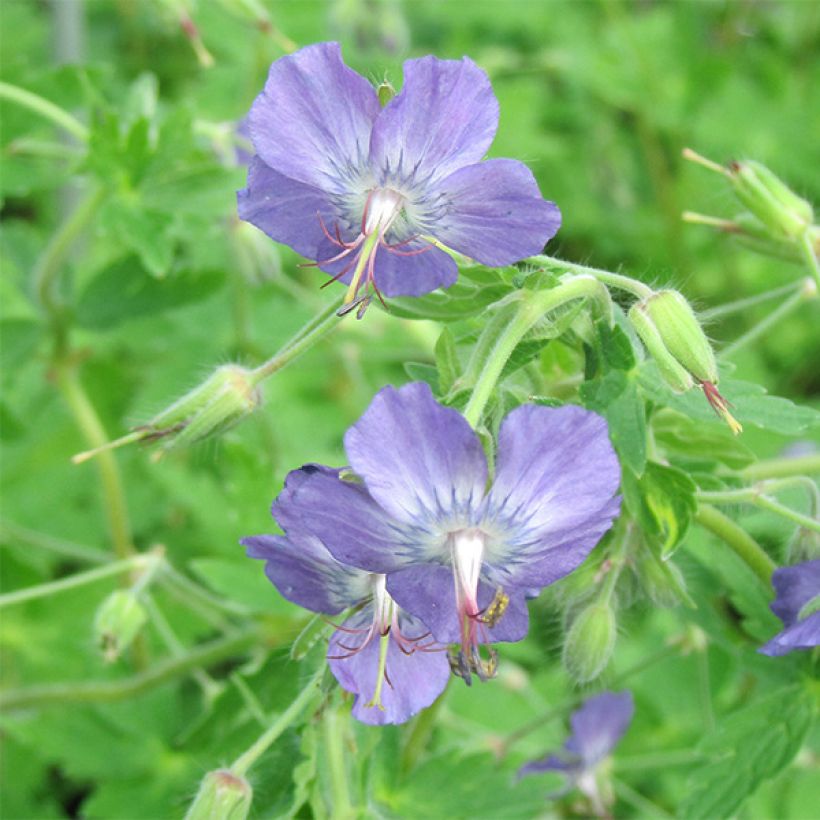 Geranium monacense var. anglicum (Fioritura)