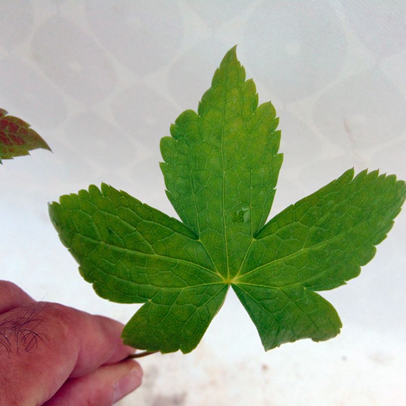 Geranium nodosum Clos du Coudray - Geranio nodoso (Fogliame)