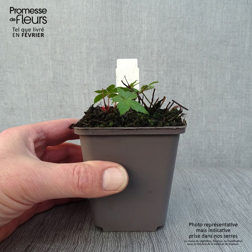 Geranium nodosum Clos du Coudray - Geranio nodoso Vasetto da 8/9 cm esemplare consegnato in inverno