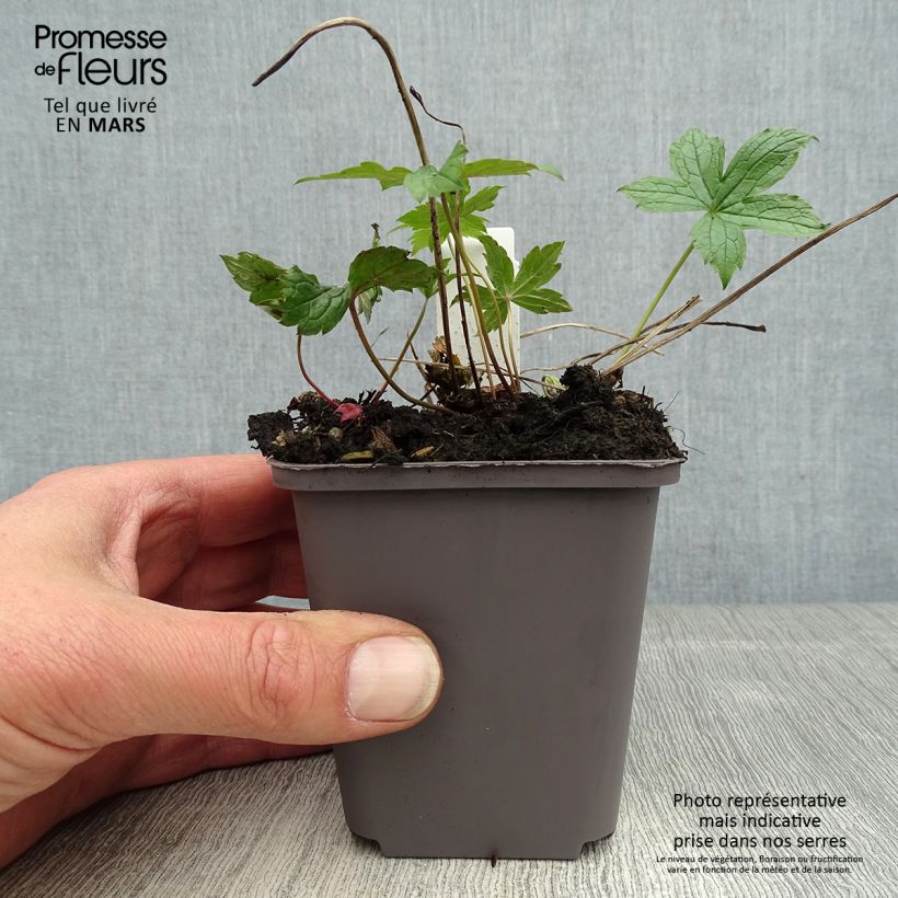 Geranium nodosum Clos du Coudray - Geranio nodoso Vasetto da 8/9 cm esemplare consegnato in primavera