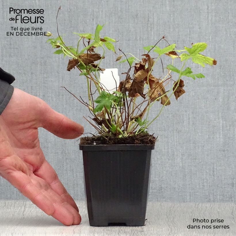 Geranium nodosum Silverwood - Geranio nodoso Vasetto da 8/9 cm esemplare consegnato in inverno