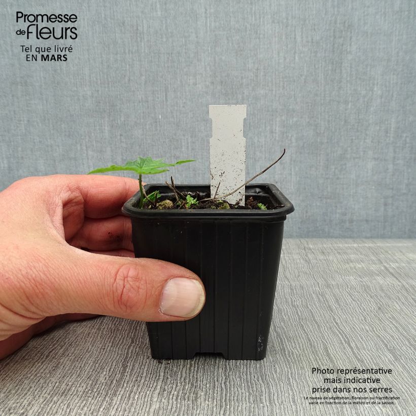 Geranium nodosum Silverwood - Geranio nodoso Vasetto da 8/9 cm esemplare consegnato in primavera