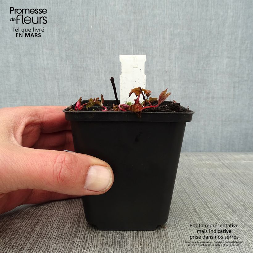 Geranium nodosum Simon - Geranio nodoso Vasetto da 8/9 cm esemplare consegnato in inverno