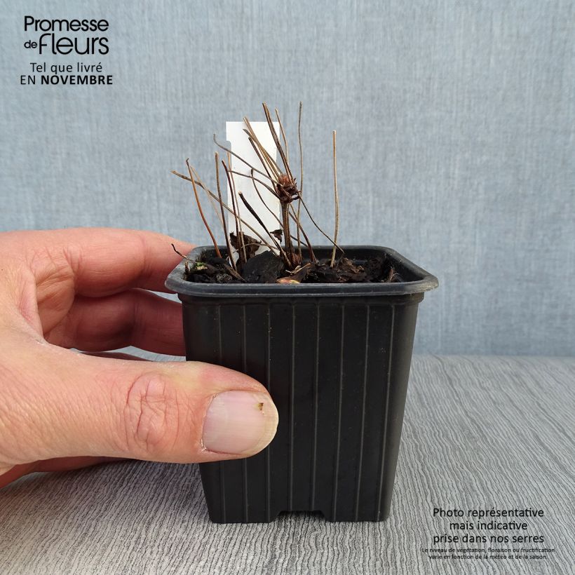 Esemplare di Geranium nodosum - Geranio nodoso Vasetto da 8/9 cm come consegnato in autunno