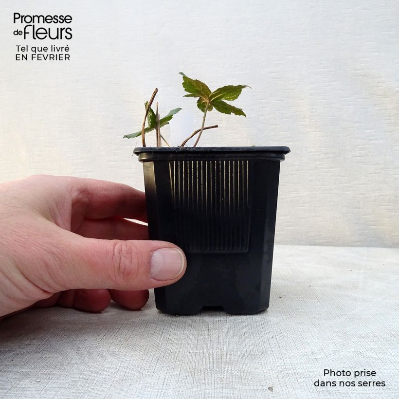 Geranium nodosum - Geranio nodoso Vasetto da 8/9 cm esemplare consegnato in inverno