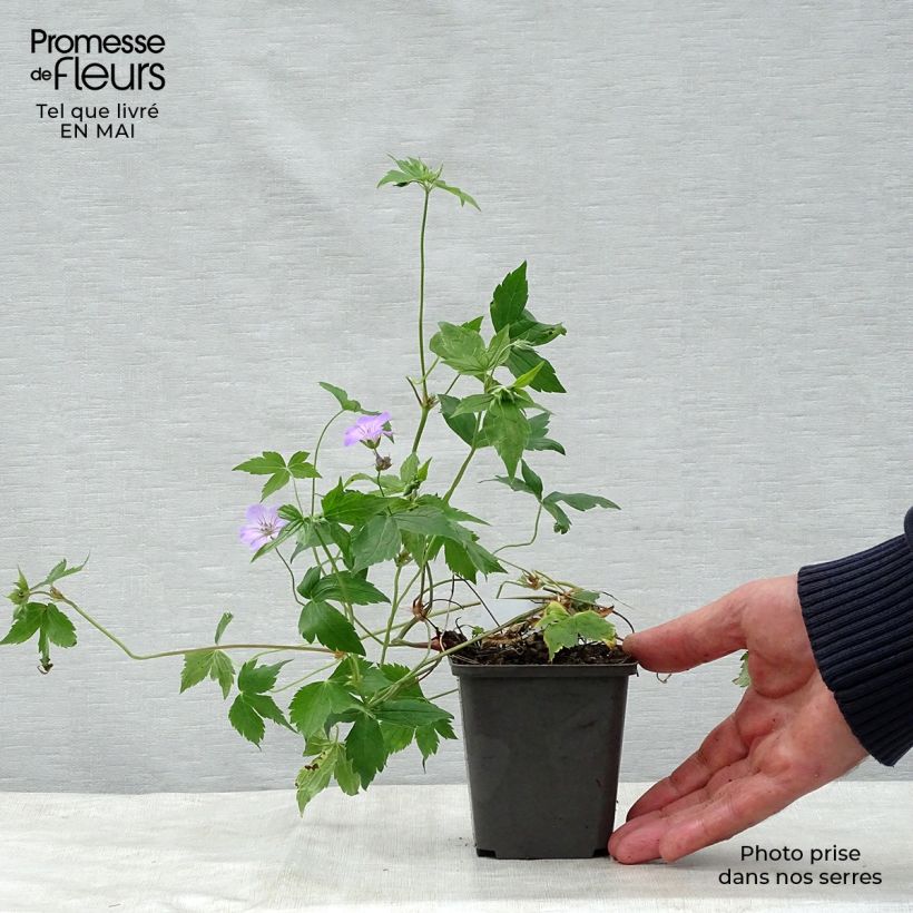Geranium nodosum - Geranio nodoso Vasetto da 8/9 cm esemplare consegnato in primavera