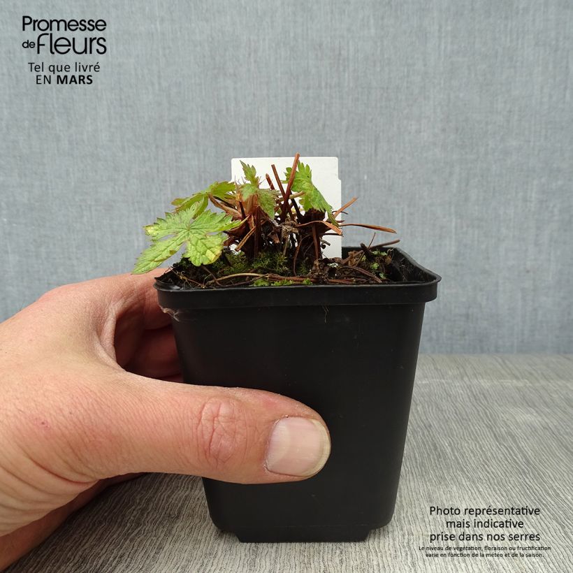 Geranium oxonianum Ankum's White Vasetto da 8/9 cm esemplare consegnato in primavera