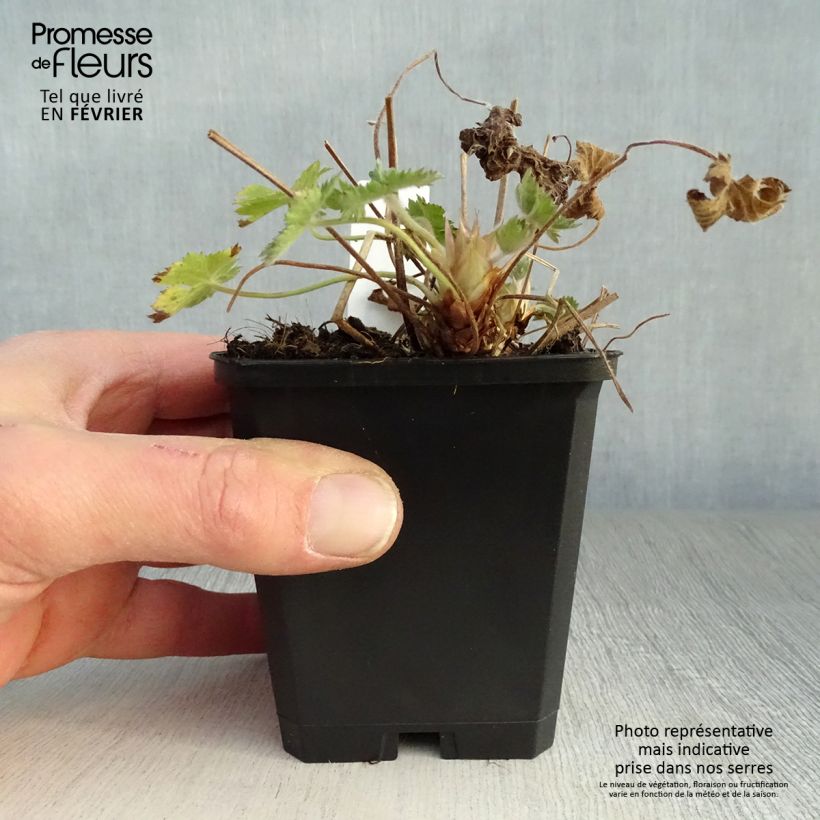 Geranium oxonianum Claridge Druce Vasetto da 8/9 cm esemplare consegnato in inverno