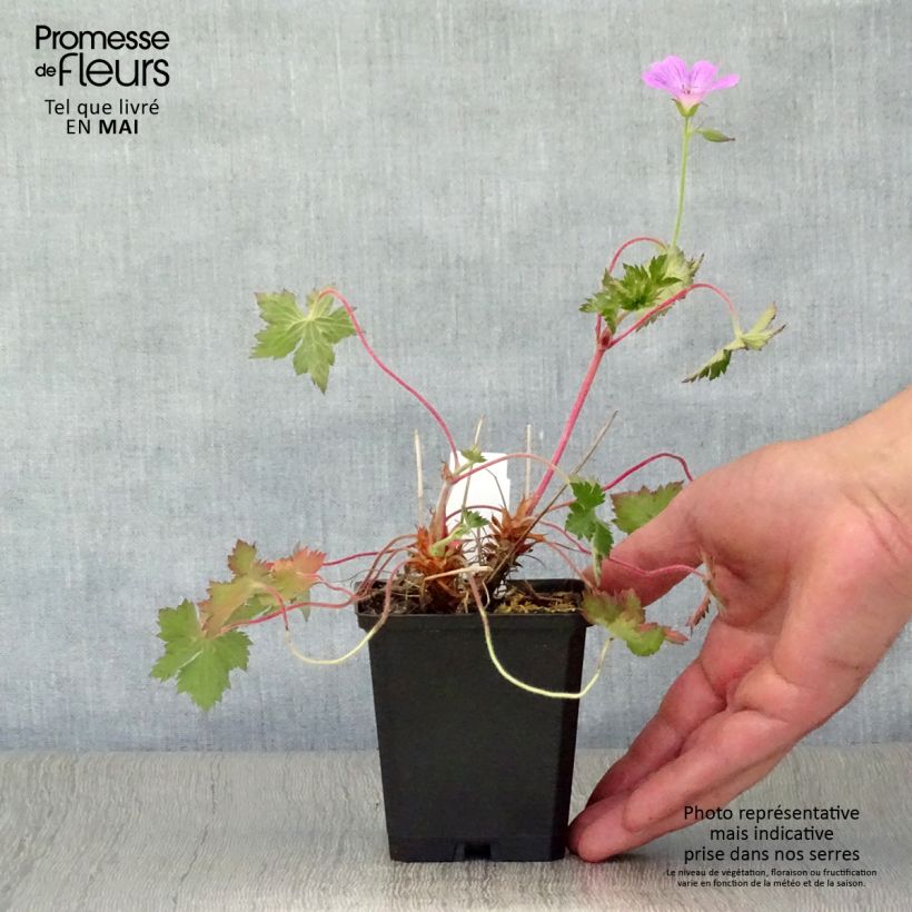 Geranium oxonianum Claridge Druce Vasetto da 8/9 cm esemplare consegnato in primavera