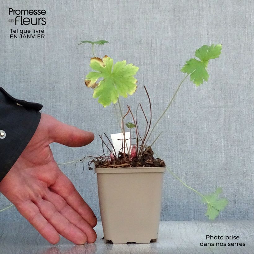 Geranium oxonianum Hollywood Vasetto da 8/9 cm esemplare consegnato in inverno