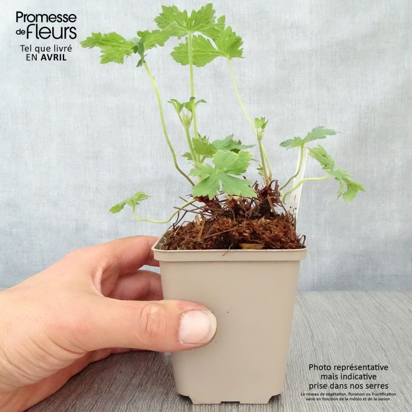 Geranium oxonianum Hollywood Vasetto da 8/9 cm esemplare consegnato in primavera
