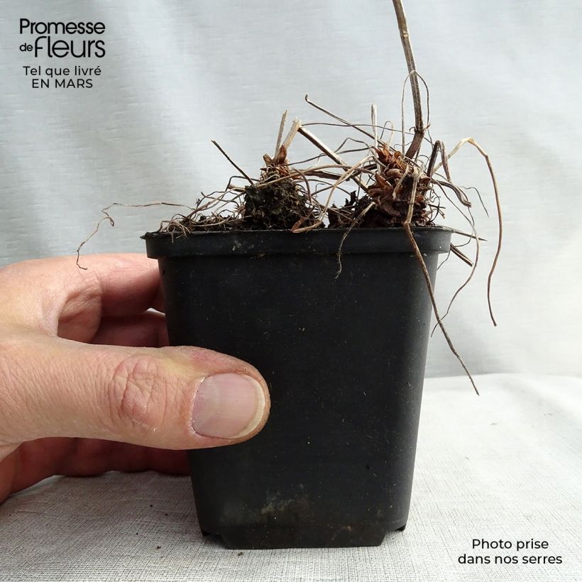 Geranium oxonianum Katherine Adele Vasetto da 8/9 cm esemplare consegnato in inverno