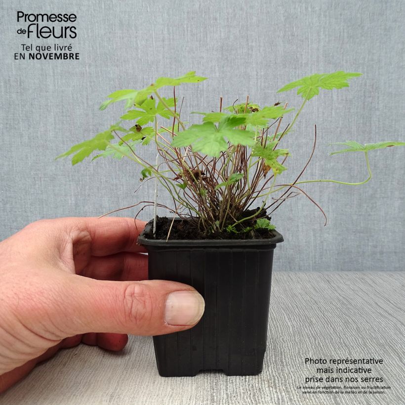 Esemplare di Geranium oxonianum Rosenlicht Vasetto da 8/9 cm come consegnato in autunno