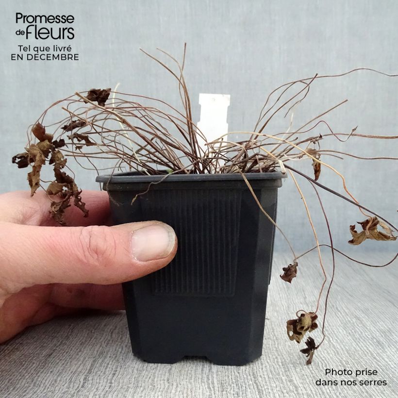 Geranium oxonianum Rosenlicht Vasetto da 8/9 cm esemplare consegnato in inverno