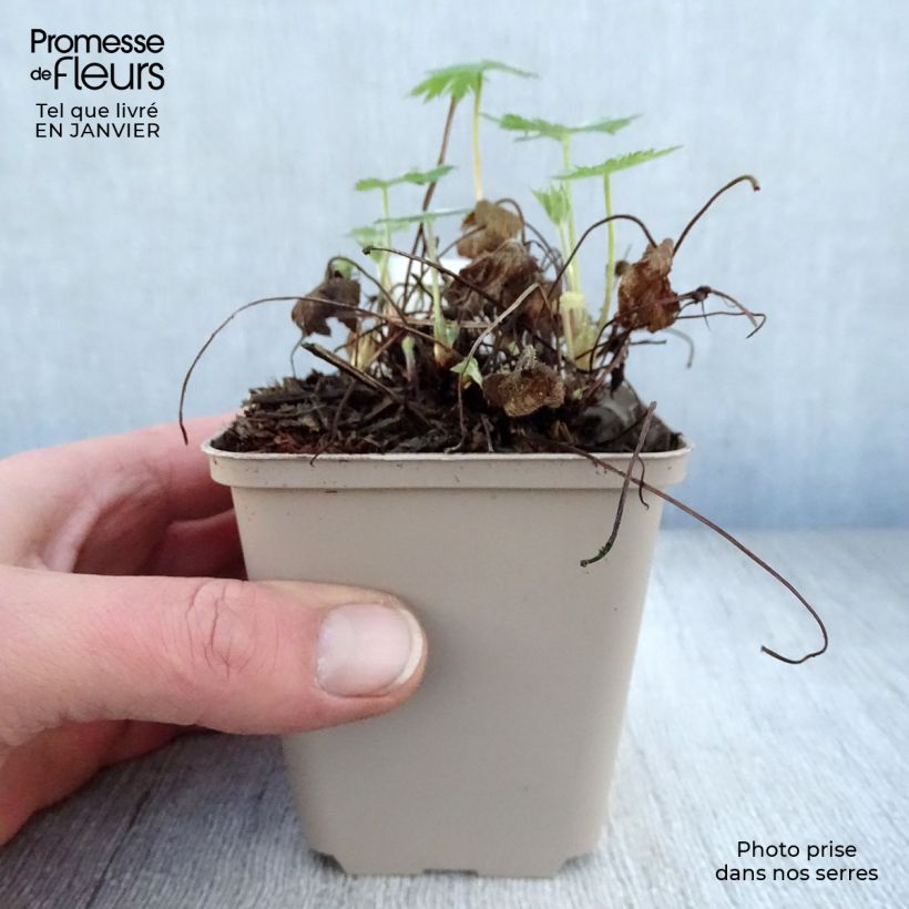 Geranium oxonianum Sherwood Vasetto da 8/9 cm esemplare consegnato in inverno