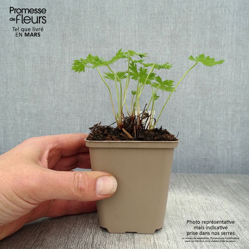 Geranium oxonianum Sherwood Vasetto da 8/9 cm esemplare consegnato in primavera