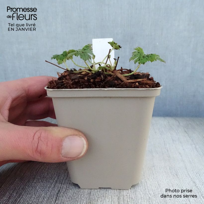 Geranium oxonianum f. thurstonianum Southcombe Double Vasetto da 8/9 cm esemplare consegnato in inverno