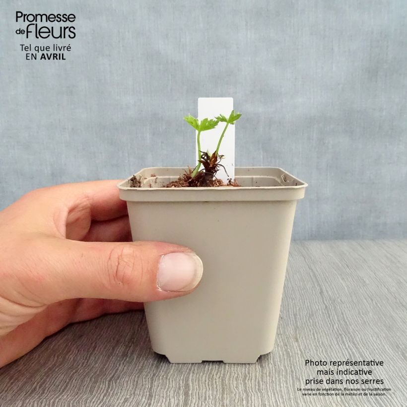 Geranium oxonianum f. thurstonianum Southcombe Double Vasetto da 8/9 cm esemplare consegnato in primavera