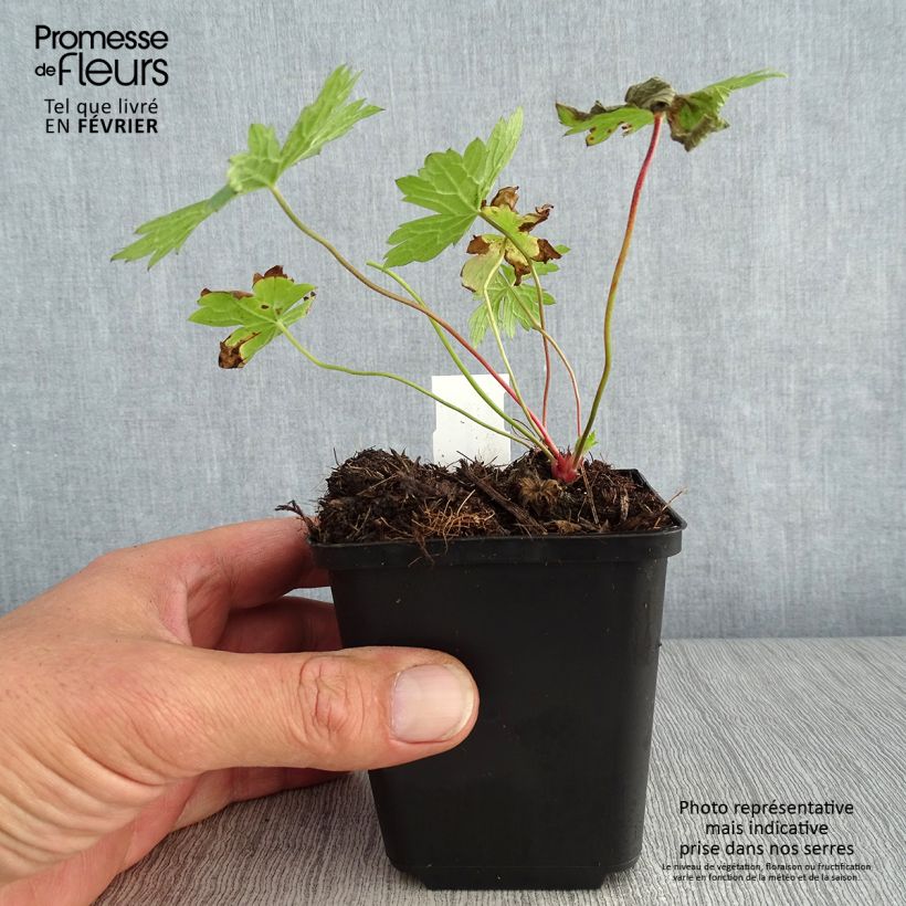 Esemplare di Geranium oxonianum f. thurstonianum Vasetto da 8/9 cm come consegnato in autunno