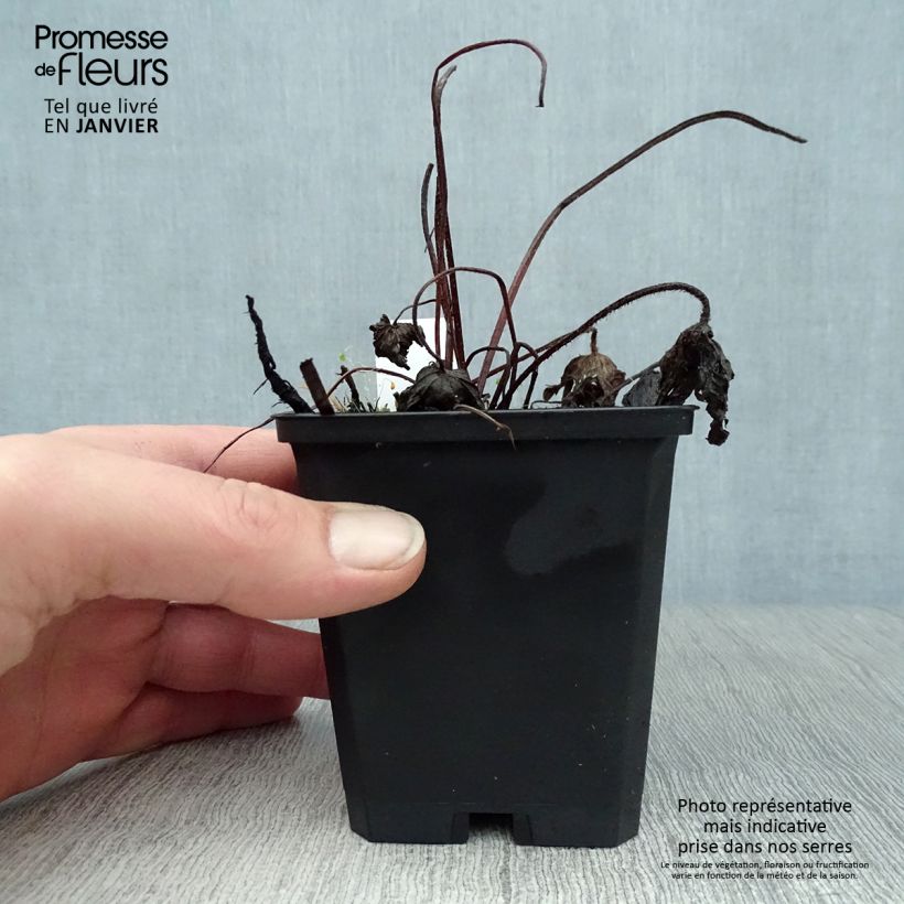 Geranium palustre - Geranio palustre Vasetto da 8/9 cm esemplare consegnato in inverno