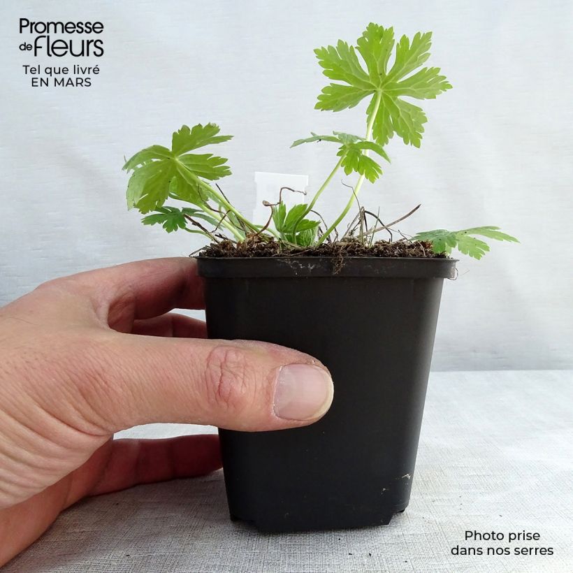 Geranium phaeum Album - Geranio stellato Vasetto da 8/9 cm esemplare consegnato in inverno