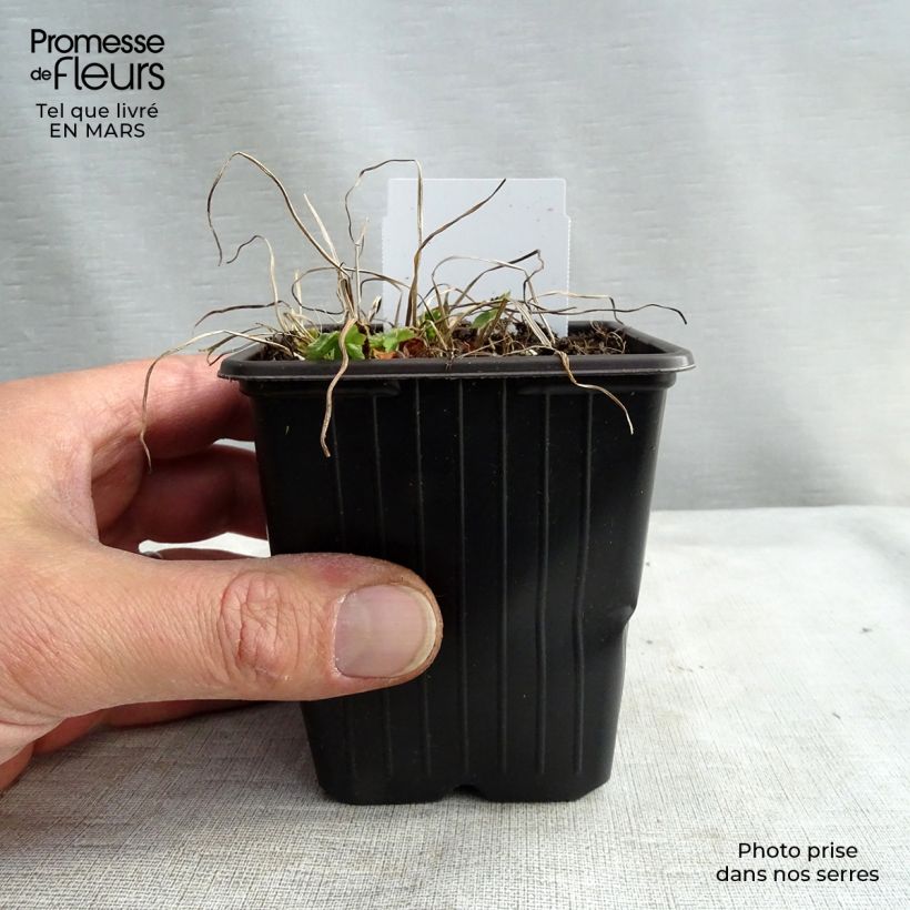 Geranium phaeum - Geranio stellato Vasetto da 8/9 cm esemplare consegnato in primavera